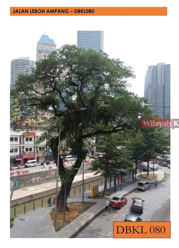 DBKL Tebang 25 Batang Pokok Berisiko Tumbang | WilayahKu